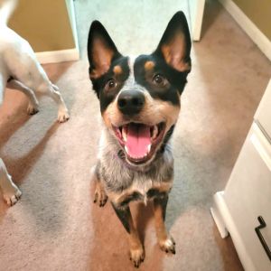 Tess, Adult Female Australian Cattle Dog / Blue Heeler