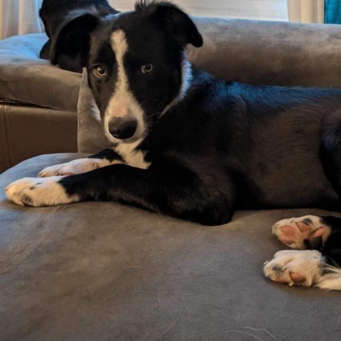 Fern, an adoptable Border Collie in Duluth, MN, 55803 | Photo Image 1