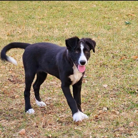 Fern, an adoptable Border Collie in Duluth, MN, 55803 | Photo Image 2