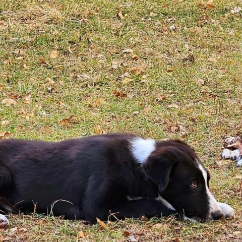 Fern, an adoptable Border Collie in Duluth, MN, 55803 | Photo Image 3