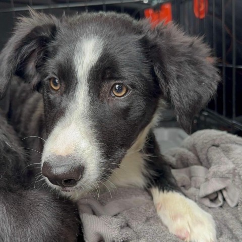 Fern, an adoptable Border Collie in Duluth, MN, 55803 | Photo Image 6