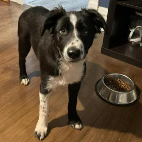 Bella, an adoptable Border Collie in Duluth, MN, 55803 | Photo Image 1