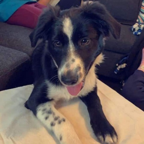 Bella, an adoptable Border Collie in Duluth, MN, 55803 | Photo Image 3