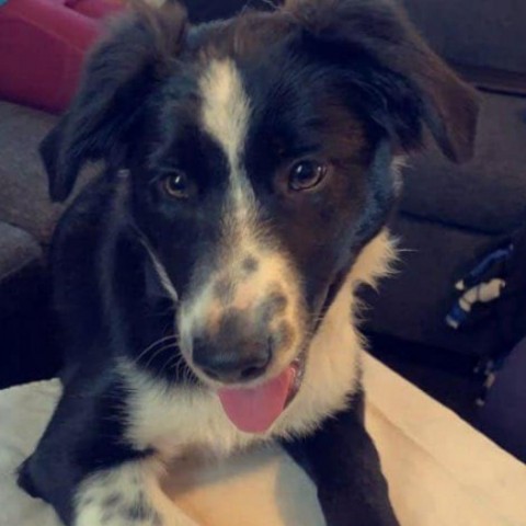 Bella, an adoptable Border Collie in Duluth, MN, 55803 | Photo Image 5