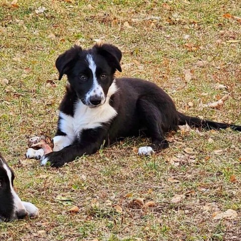 Bella, an adoptable Border Collie in Duluth, MN, 55803 | Photo Image 6