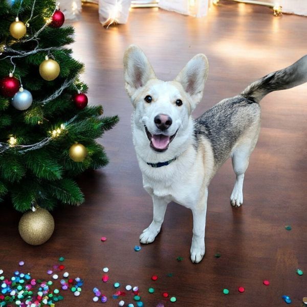 Pru, an adoptable Husky, Shepherd in Hastings, MN, 55033 | Photo Image 1