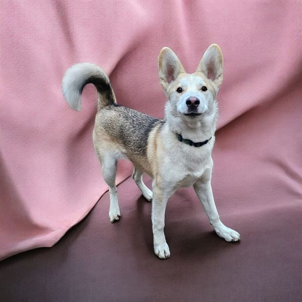 Pru, an adoptable Husky, Shepherd in Hastings, MN, 55033 | Photo Image 2