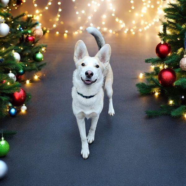 Pru, an adoptable Husky, Shepherd in Hastings, MN, 55033 | Photo Image 3
