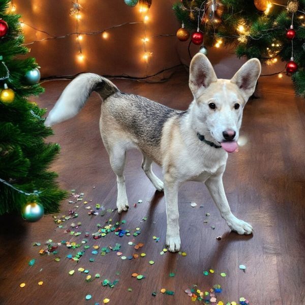 Pru, an adoptable Husky, Shepherd in Hastings, MN, 55033 | Photo Image 4
