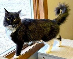 Sylvia, Adult Female Domestic Long Hair
