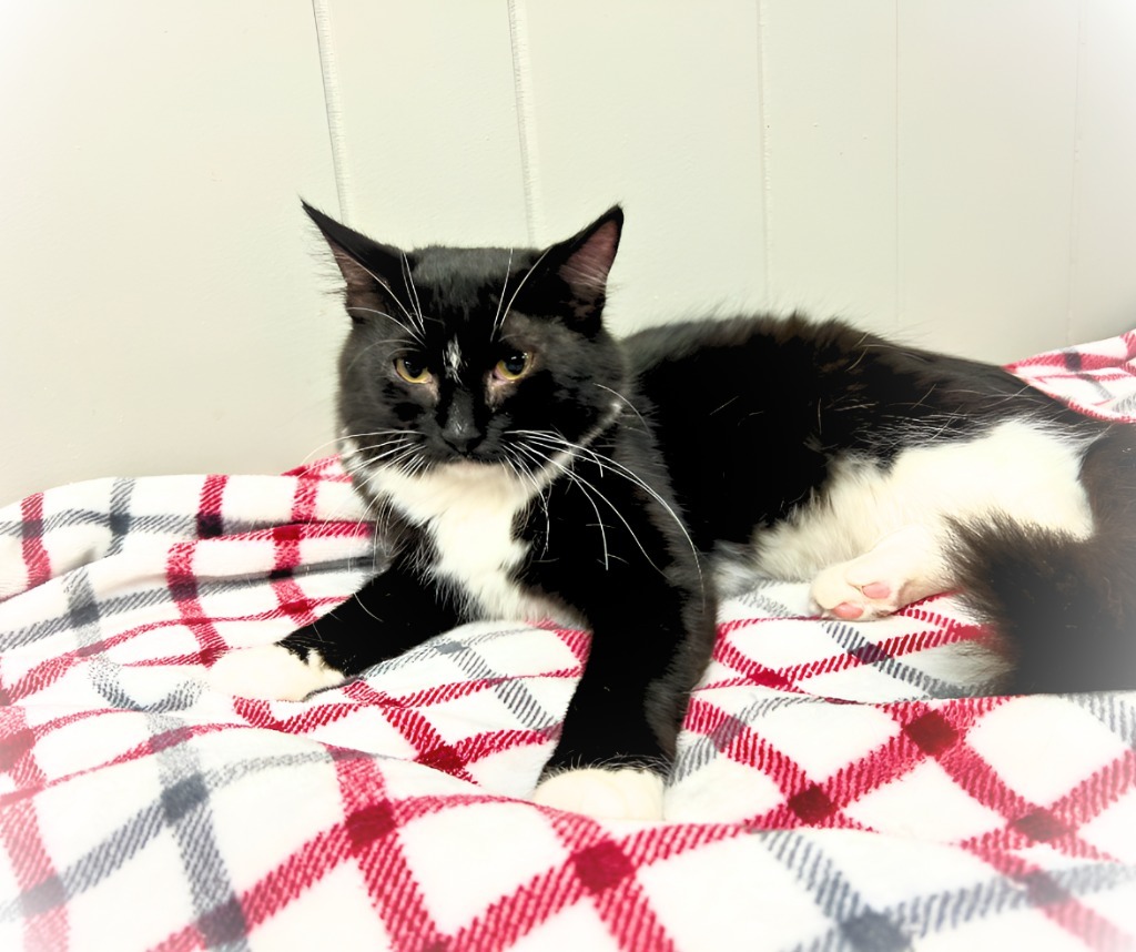 Sylvia, an adoptable Domestic Long Hair in Algona, IA, 50511 | Photo Image 2