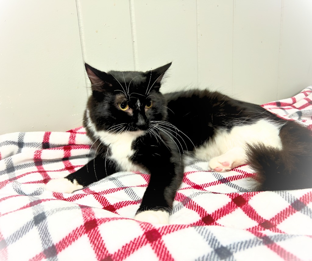 Sylvia, an adoptable Domestic Long Hair in Algona, IA, 50511 | Photo Image 3