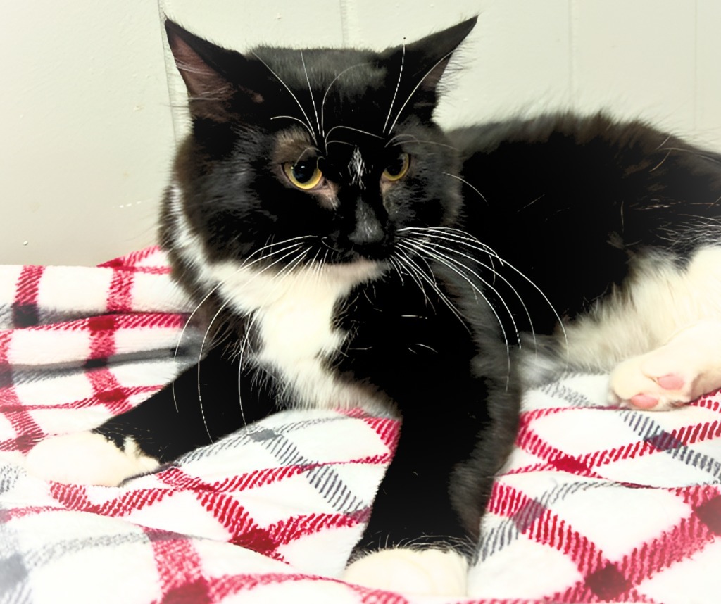 Sylvia, an adoptable Domestic Long Hair in Algona, IA, 50511 | Photo Image 4