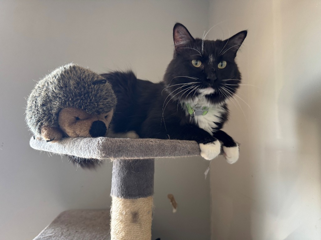 Sylvia, an adoptable Domestic Long Hair in Algona, IA, 50511 | Photo Image 5