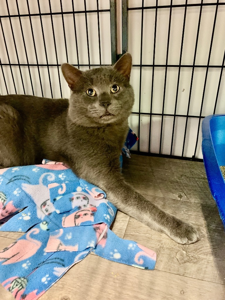 Roger, an adoptable Chartreux in Algona, IA, 50511 | Photo Image 1