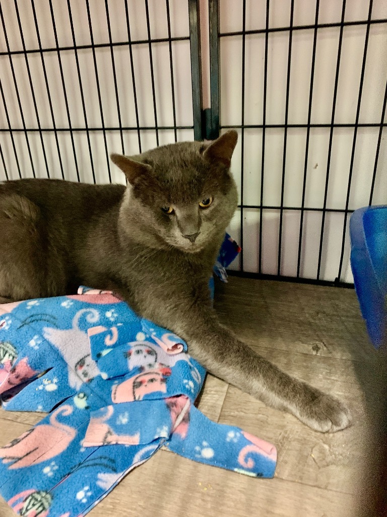 Roger, an adoptable Chartreux in Algona, IA, 50511 | Photo Image 2