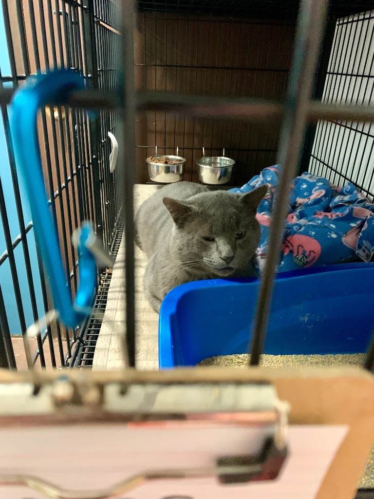 Roger, an adoptable Chartreux in Algona, IA, 50511 | Photo Image 4