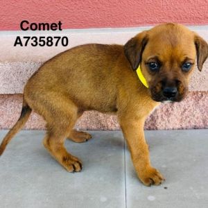 Comet