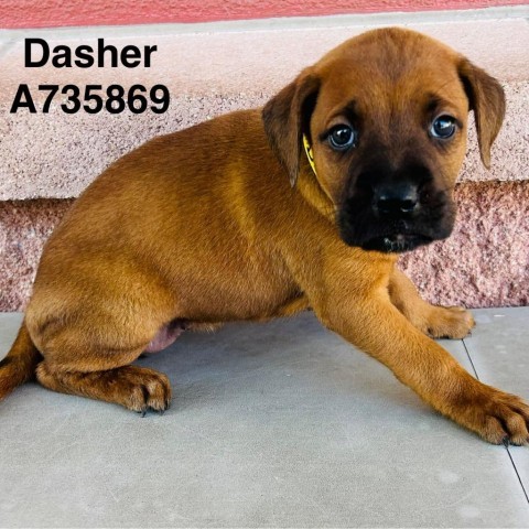 Dasher