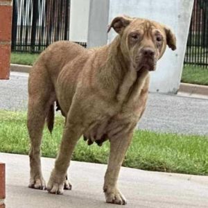 Matilda, Adult Female Pit Bull Terrier
