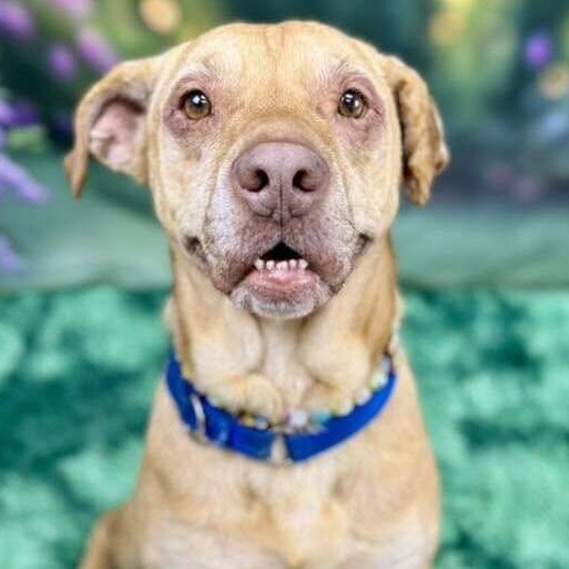 Matilda, an adoptable Pit Bull Terrier in Wichita, KS, 67278 | Photo Image 1