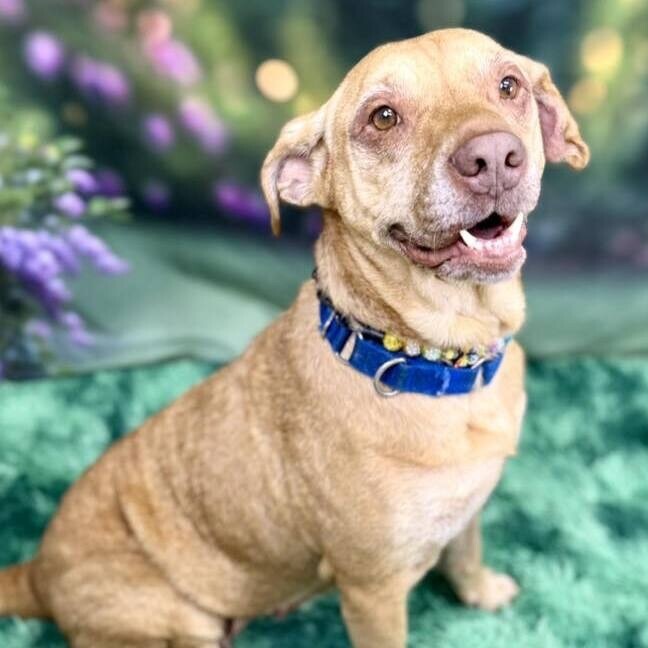 Matilda, an adoptable Pit Bull Terrier in Wichita, KS, 67278 | Photo Image 2