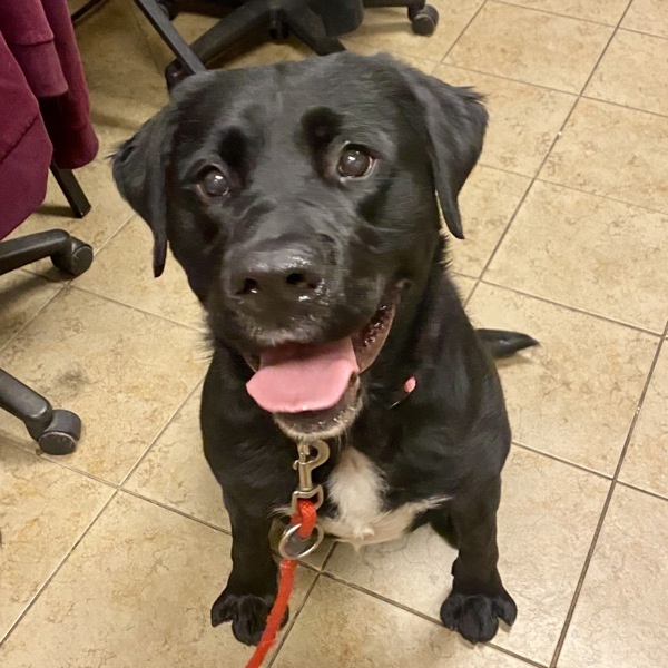 Bow, an adoptable Labrador Retriever in Duluth, MN, 55802 | Photo Image 1