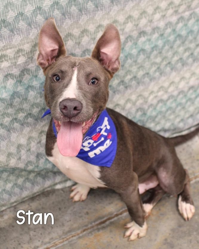 Stan