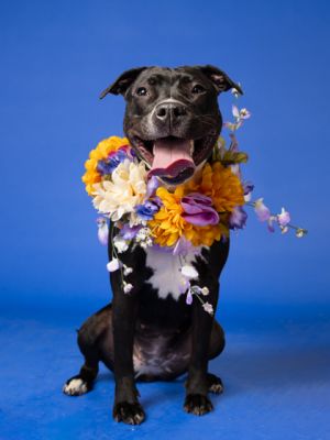 Gretchen Pit Bull Terrier Dog
