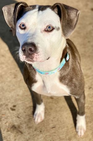 Tegan, Young Female Pit Bull Terrier