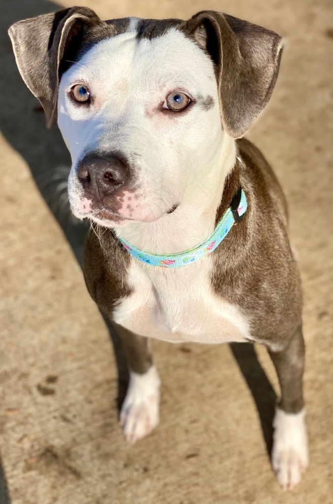 Tegan, an adoptable Pit Bull Terrier, Mixed Breed in Urbandale, IA, 50322 | Photo Image 2