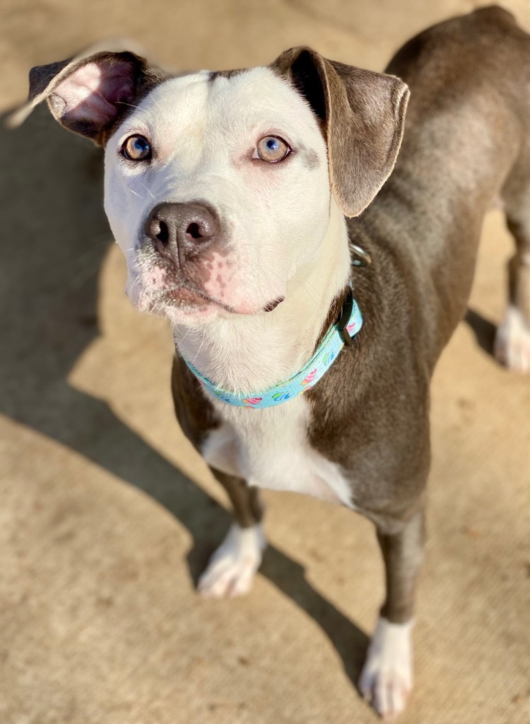 Tegan, an adoptable Pit Bull Terrier, Mixed Breed in Urbandale, IA, 50322 | Photo Image 3