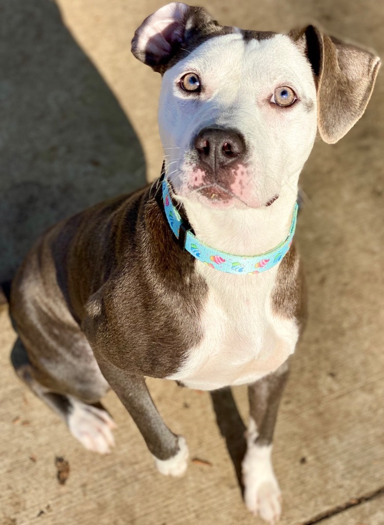 Tegan, an adoptable Pit Bull Terrier, Mixed Breed in Urbandale, IA, 50322 | Photo Image 4
