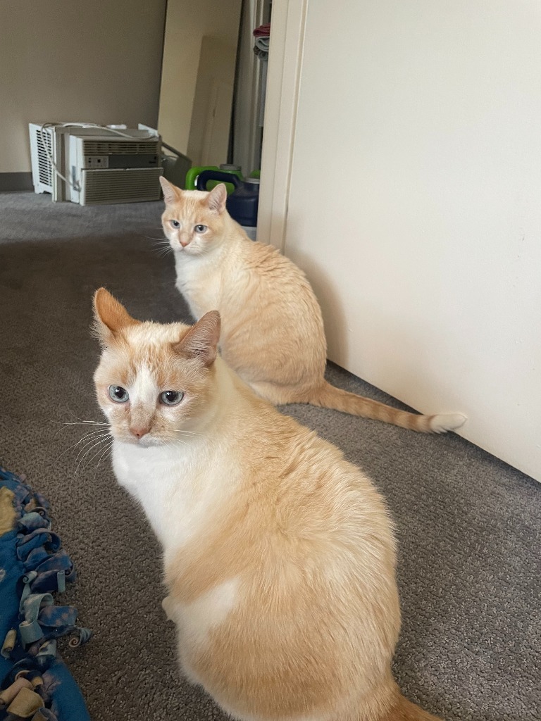 Chai / Latte (Bonded Pair)