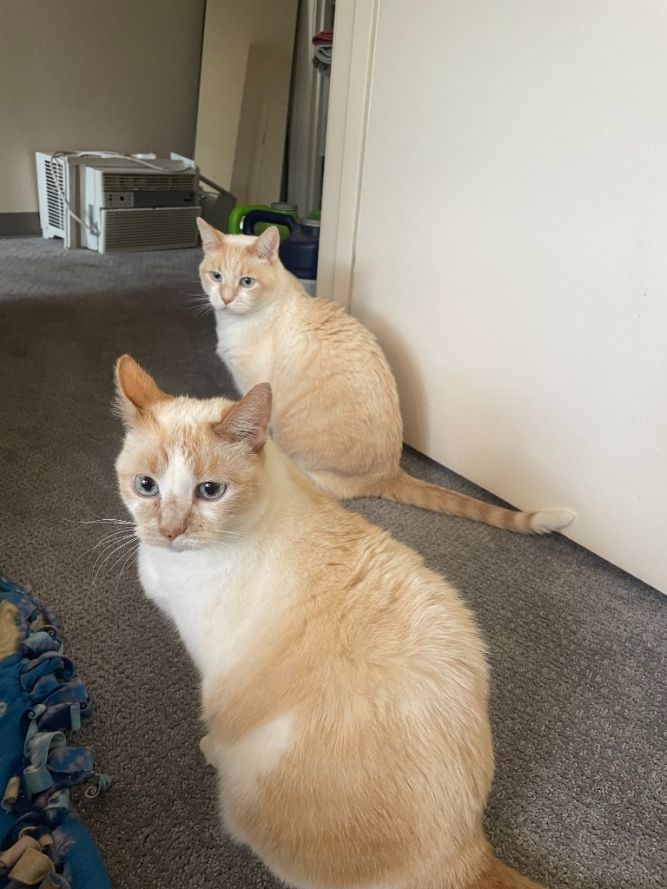 Chai / Latte (Bonded Pair)