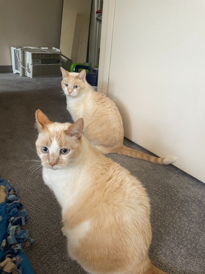 Chai / Latte (Bonded Pair) 1