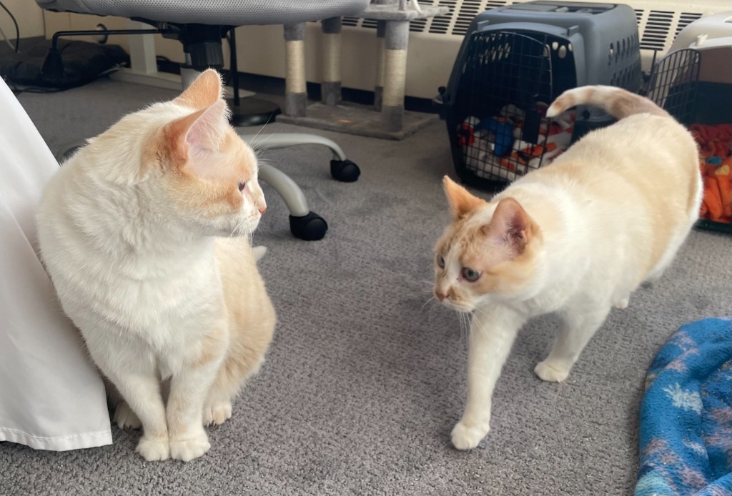 Chai / Latte (Bonded Pair)