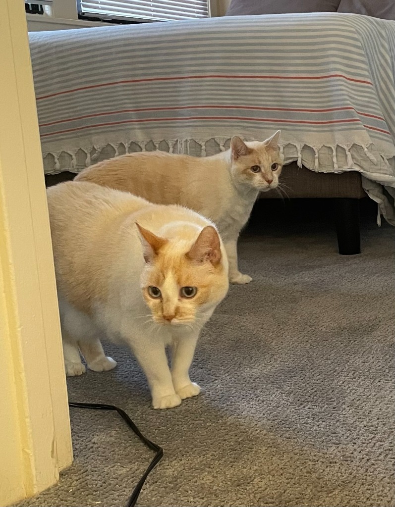 Chai / Latte (Bonded Pair)