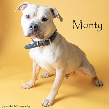 Monty, an adoptable Pit Bull Terrier, Mixed Breed in Ruidoso, NM, 88345 | Photo Image 1