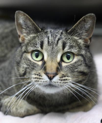 Astel, an adoptable Domestic Short Hair in Thief River Falls, MN, 56701 | Photo Image 1