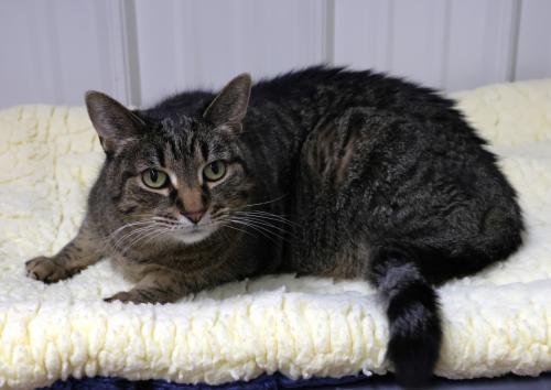 Astel, an adoptable Domestic Short Hair in Thief River Falls, MN, 56701 | Photo Image 2