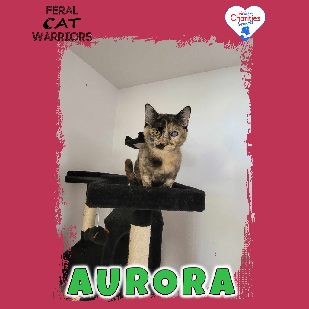 Aurora, an adoptable Domestic Short Hair in Kingman, AZ, 86401 | Photo Image 1