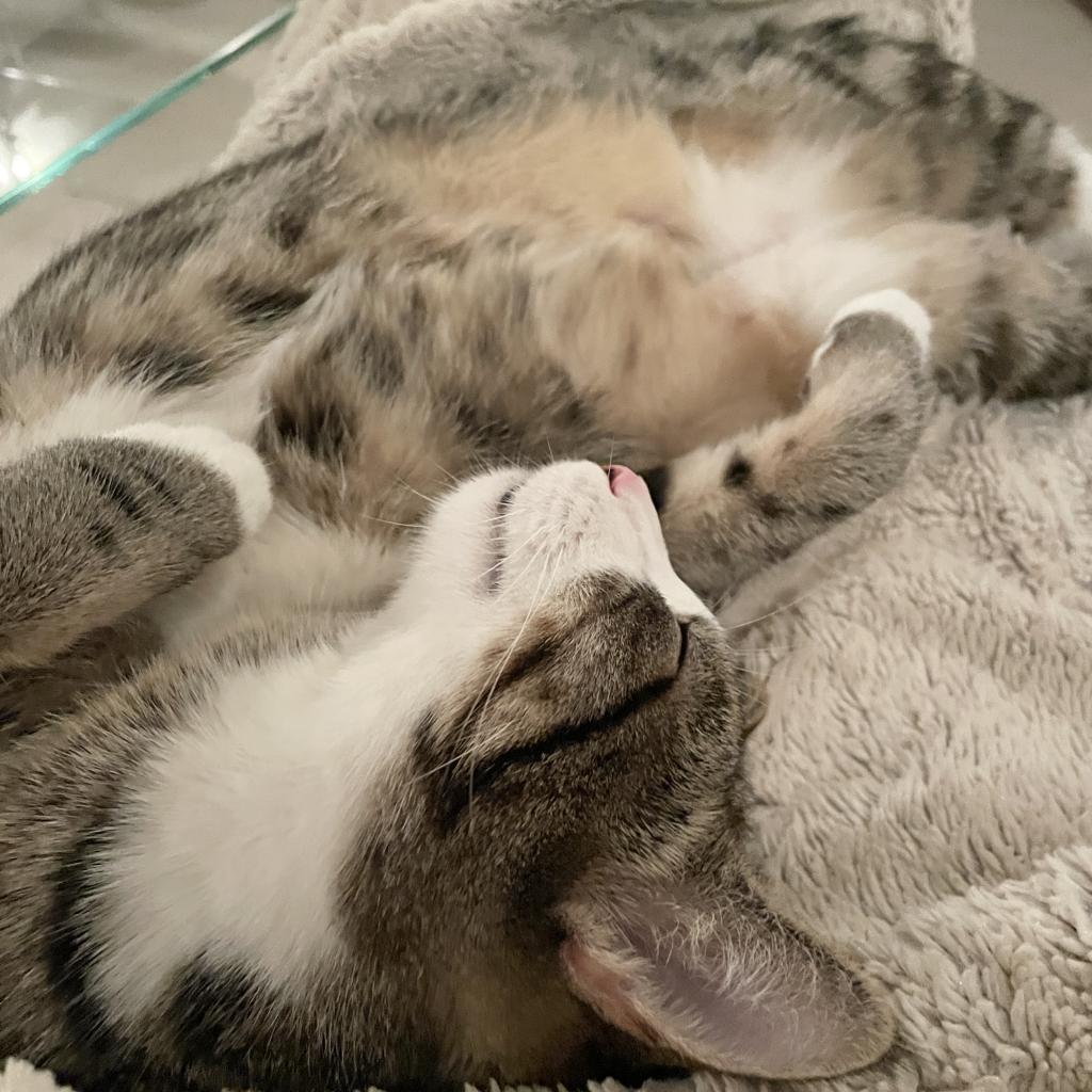Oscar