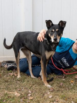 Nita is an 8 yr old pup a sweet senior who would prefer to spend her retirement in a loving