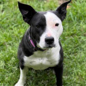 Violet, Adult Female Boston Terrier