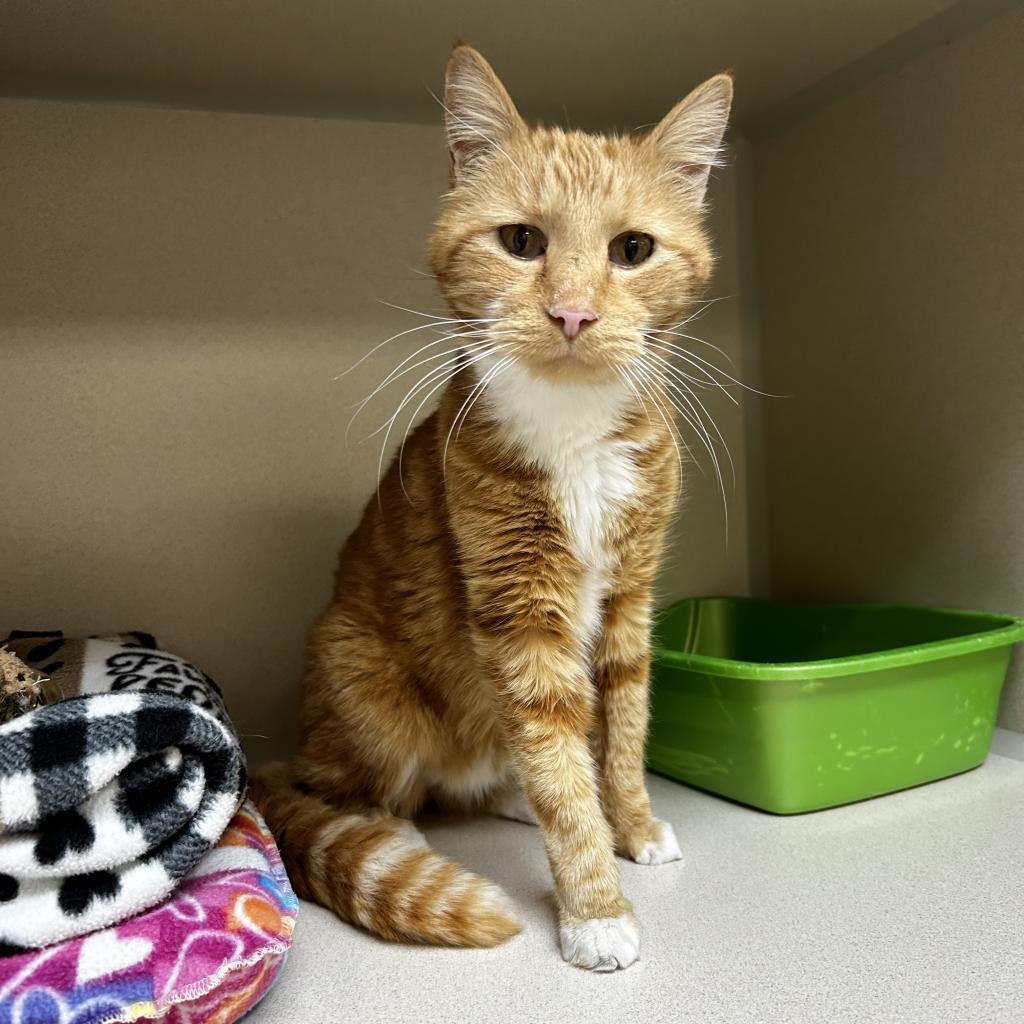 Cal, an adoptable Domestic Short Hair in Great Falls, MT, 59404 | Photo Image 2