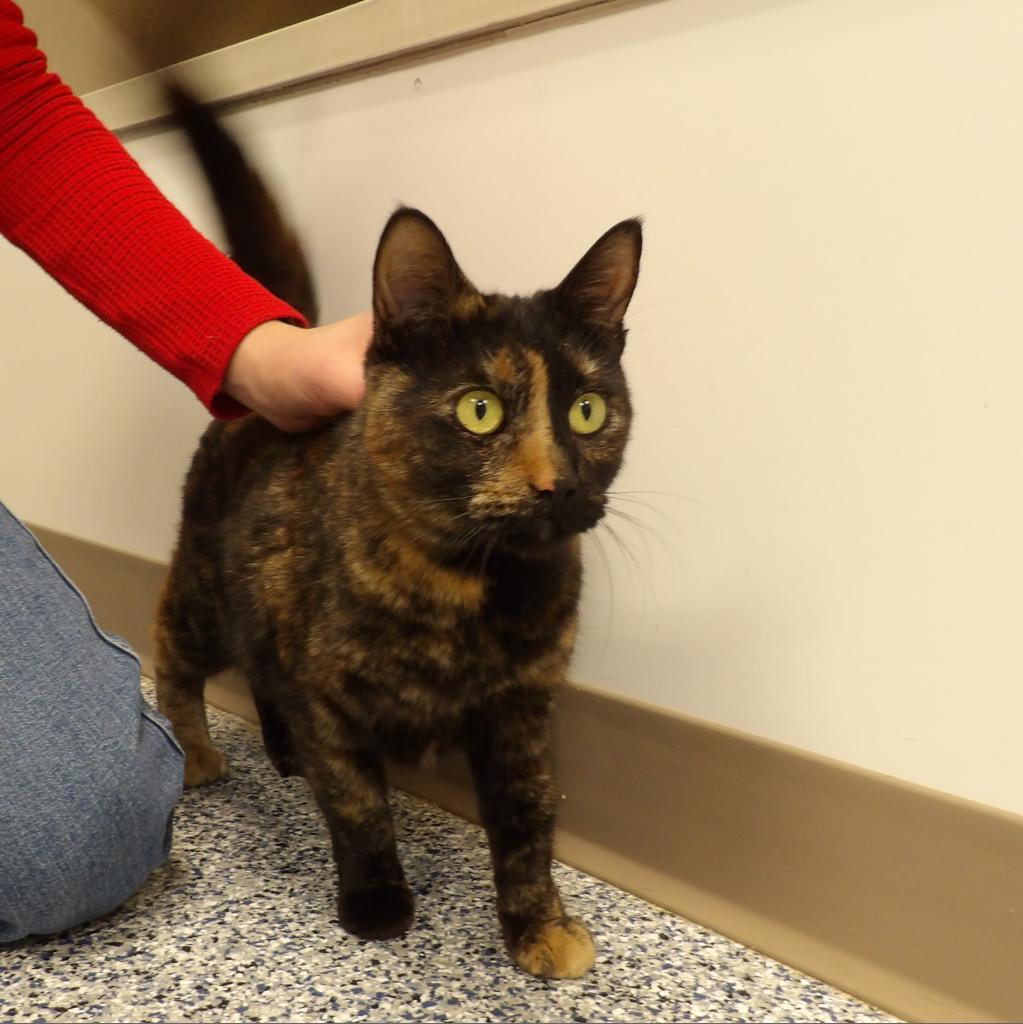 Lobster, an adoptable Domestic Short Hair in Great Falls, MT, 59404 | Photo Image 1