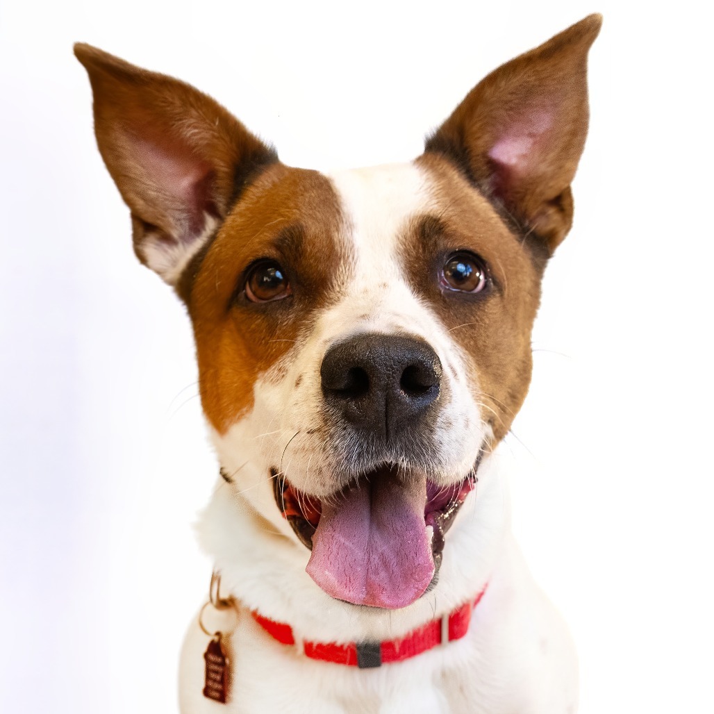 Jackie Brown, an adoptable Mixed Breed in Great Falls, MT, 59404 | Photo Image 1