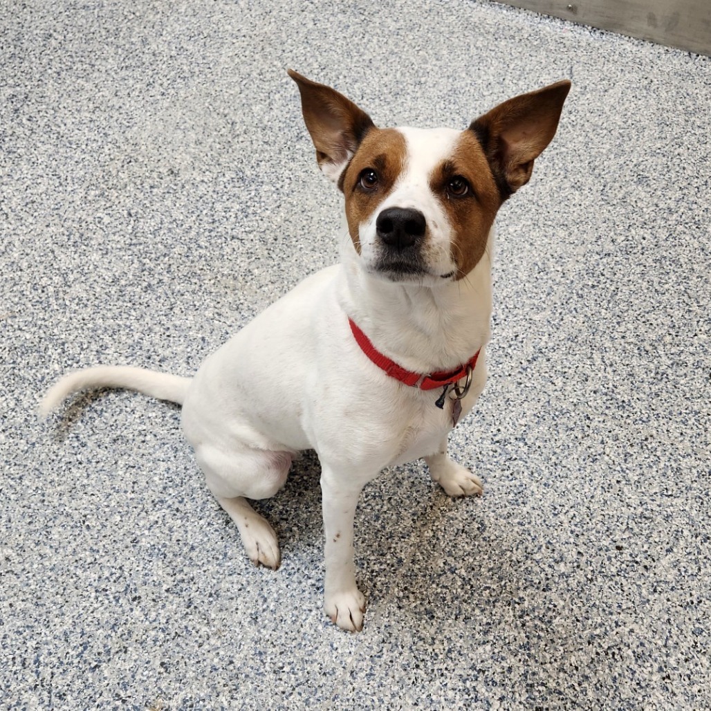 Jackie Brown, an adoptable Mixed Breed in Great Falls, MT, 59404 | Photo Image 2