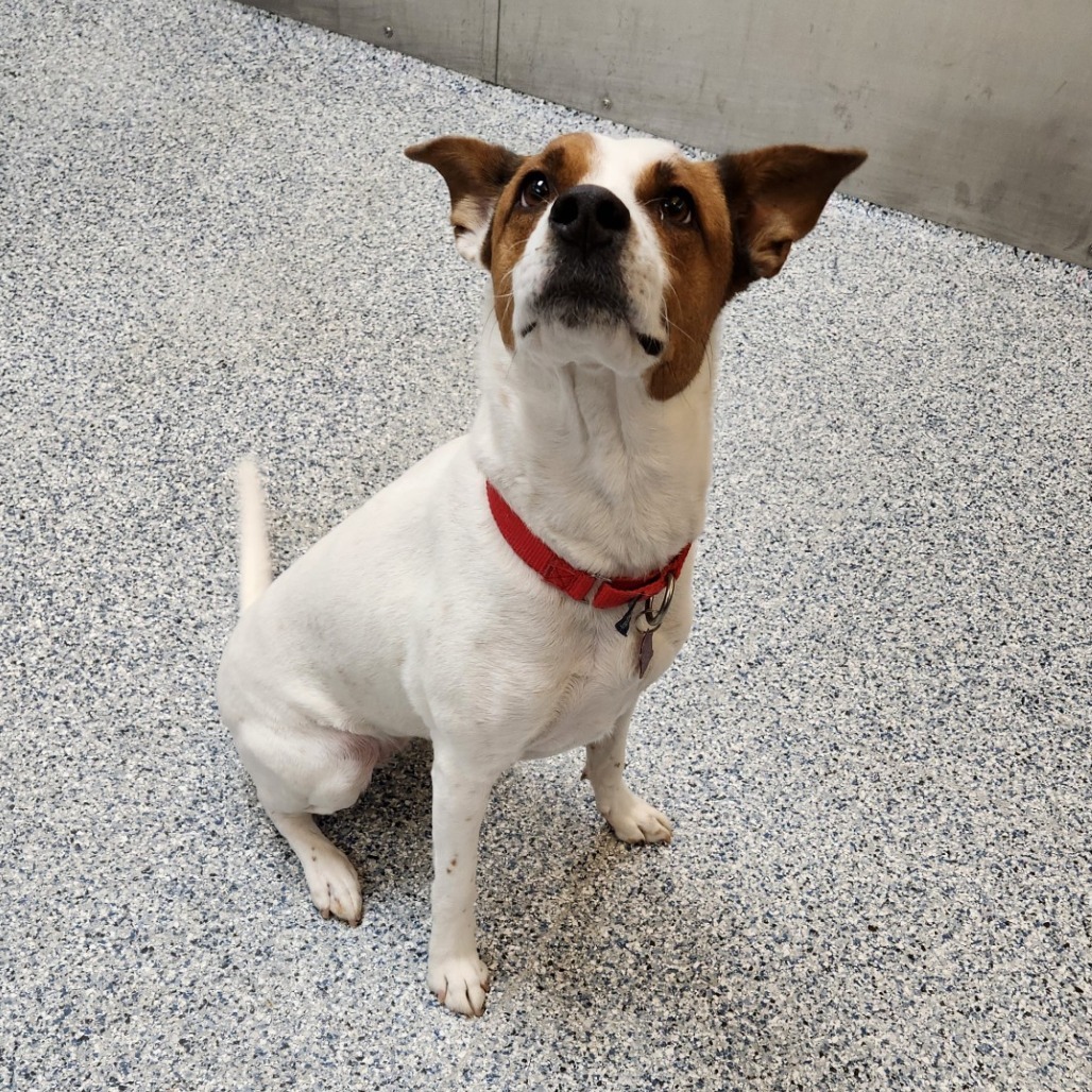 Jackie Brown, an adoptable Mixed Breed in Great Falls, MT, 59404 | Photo Image 3